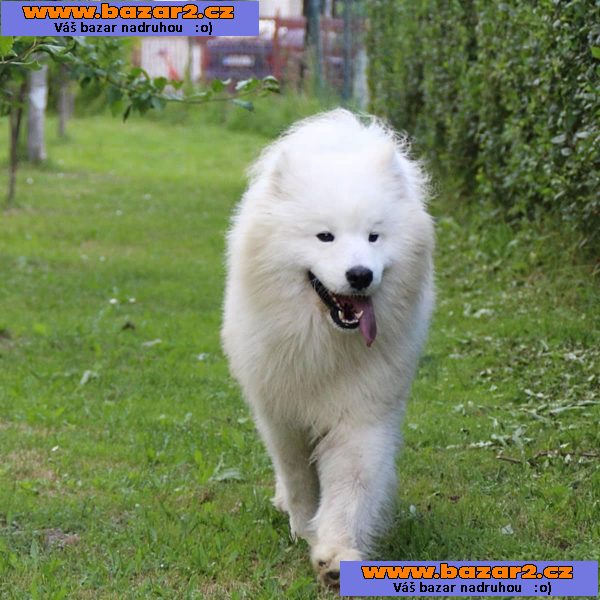 Samojed štěně na prodej