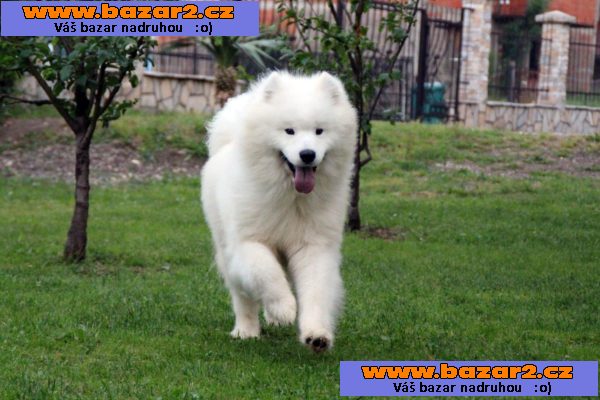 Samojed štěně na prodej