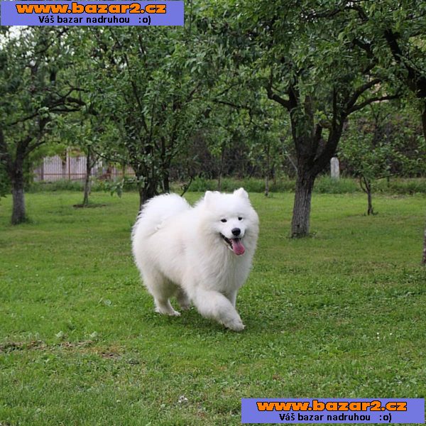 Samojed štěně na prodej