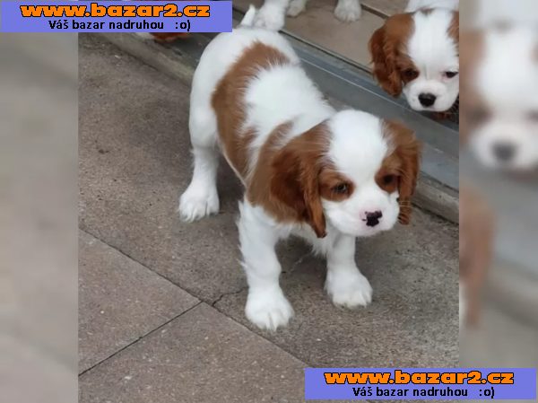 Štěňata kavalírského king charles španěla
