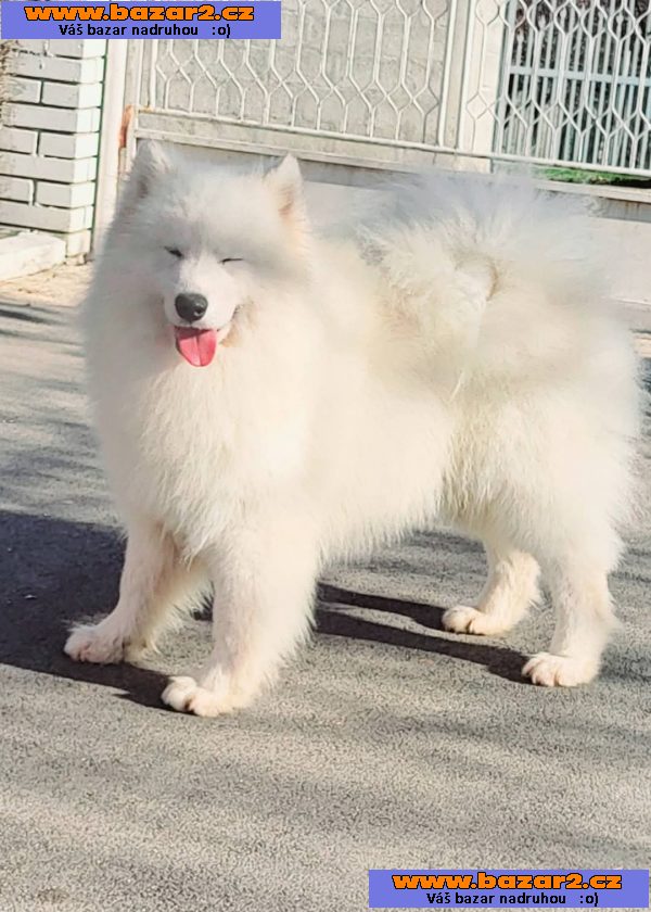 Samojed – dospělí psi a štěňata na prodej
