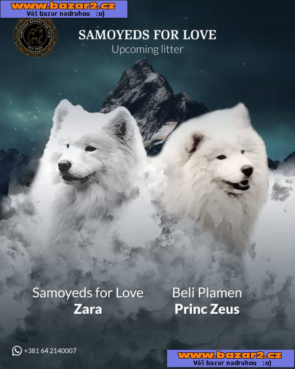 Samojed – dospělí psi a štěňata na prodej