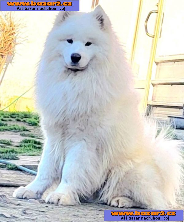 Samojed – dospělí psi a štěňata na prodej