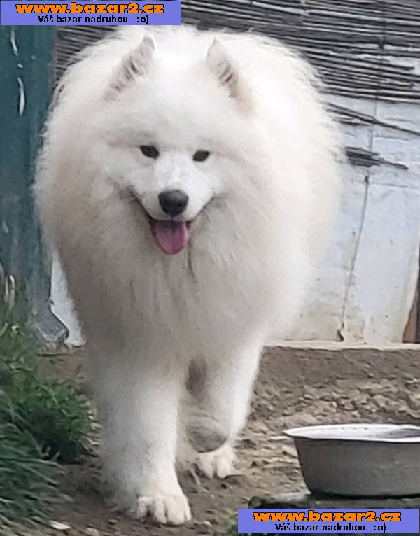 Samojed – dospělí psi a štěňata na prodej