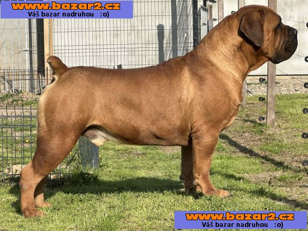 Jihoafrický mastif – Štěňata Boerboel