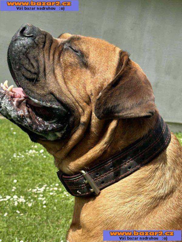 Jihoafrický mastif – Štěňata Boerboel