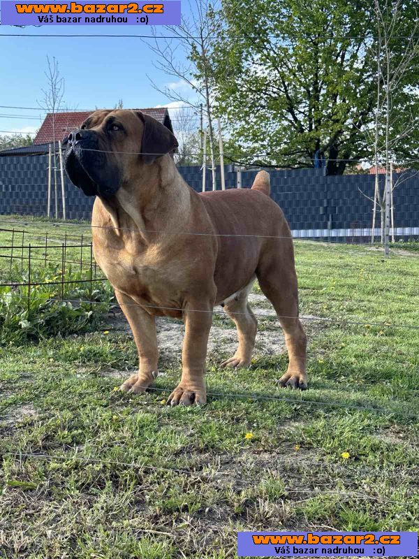 Jihoafrický mastif – Štěňata Boerboel