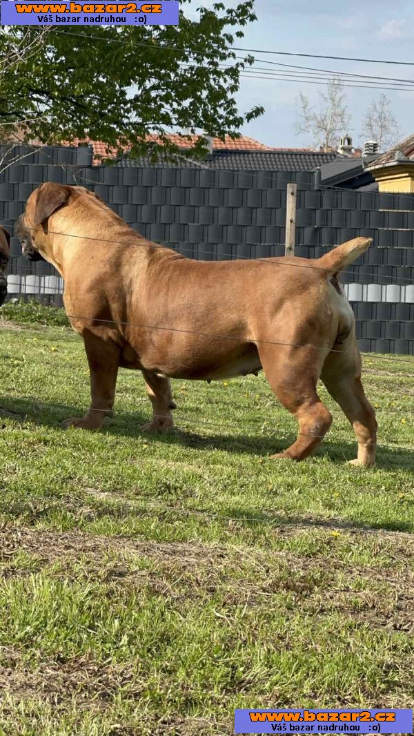 Jihoafrický mastif – Štěňata Boerboel