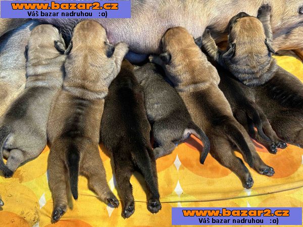 Jihoafrický mastif – Štěňata Boerboel