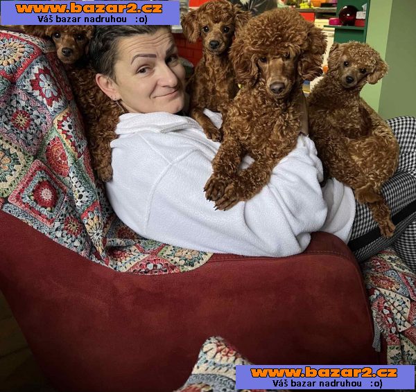 Toy pudl štěňata