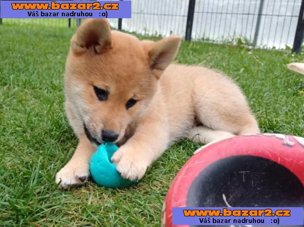 Prodám shiba inu s PP