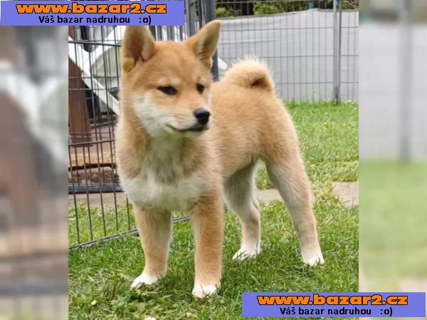 Prodám shiba inu s PP