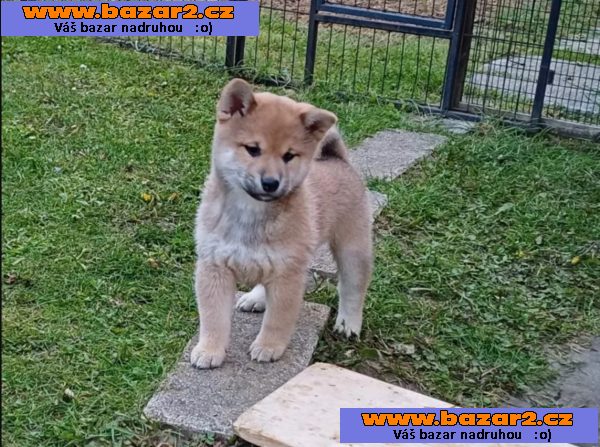 Prodám shiba inu s PP