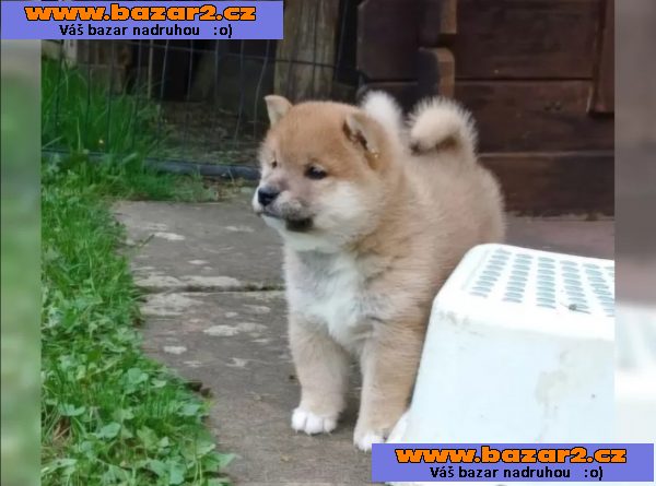 Prodám shiba inu s PP
