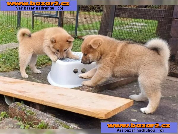 Prodám shiba inu s PP