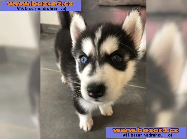 Sibiřský husky štěňátka