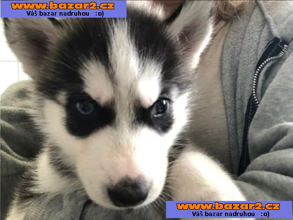 Sibiřský husky štěňátka