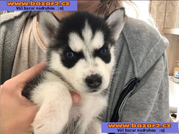 Sibiřský husky štěňátka