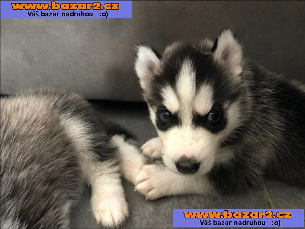 Sibiřský husky štěňátka