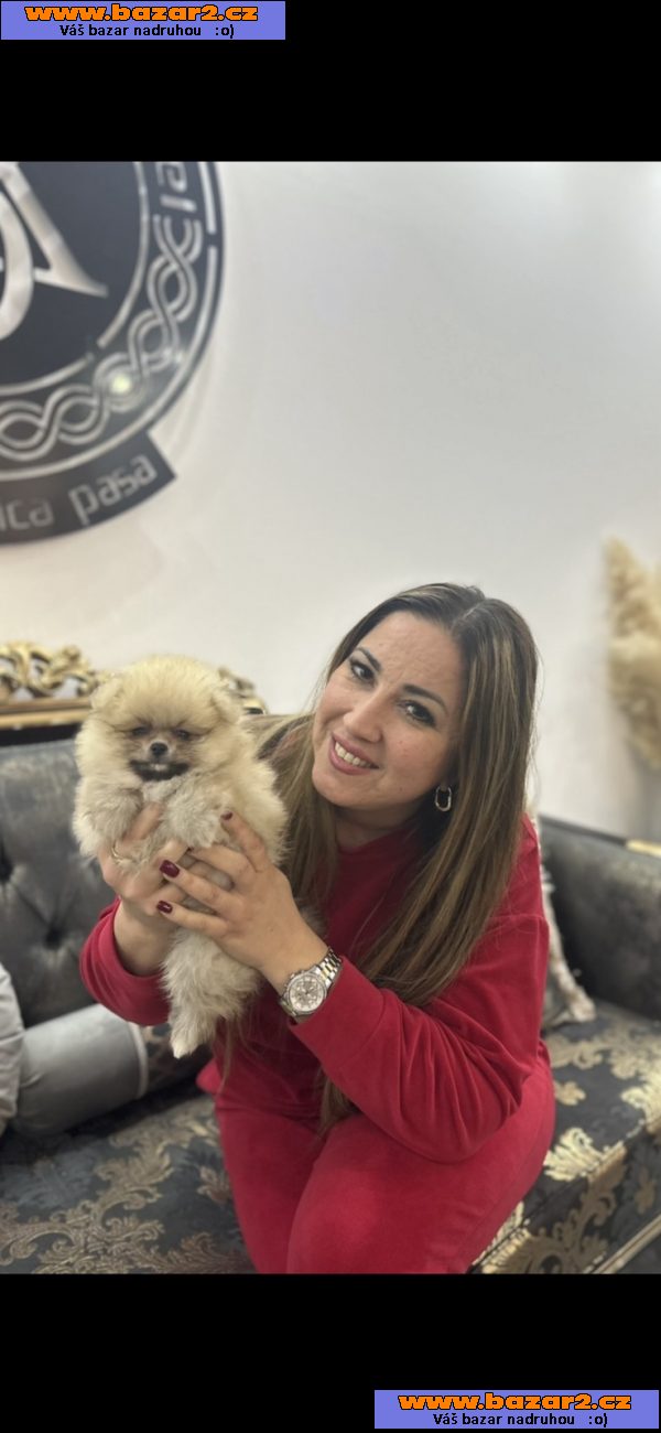 pomeranian štěňata TOP kvalita