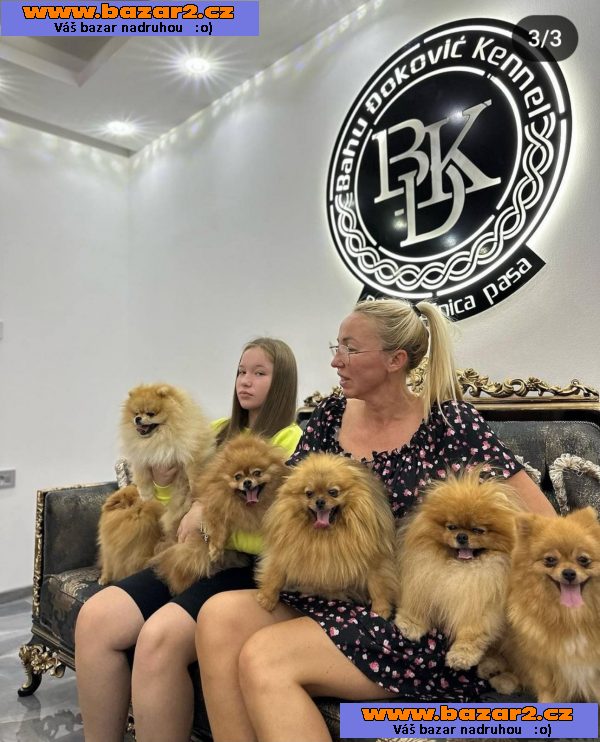 pomeranian štěňata TOP kvalita