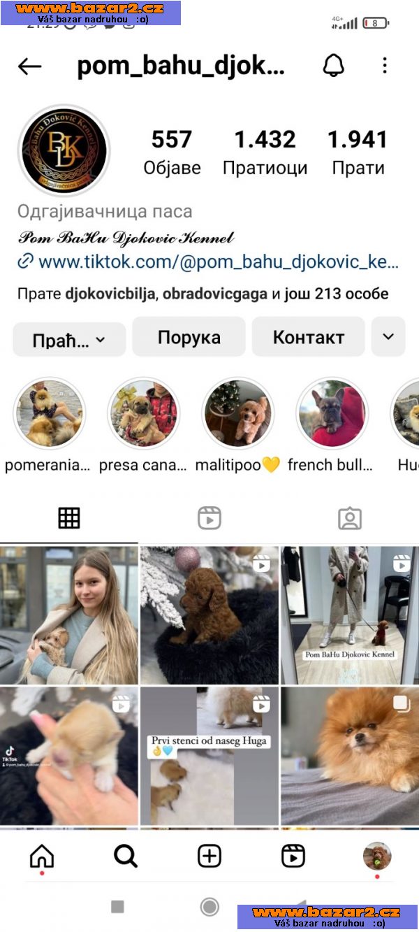 pomeranian štěňata TOP kvalita