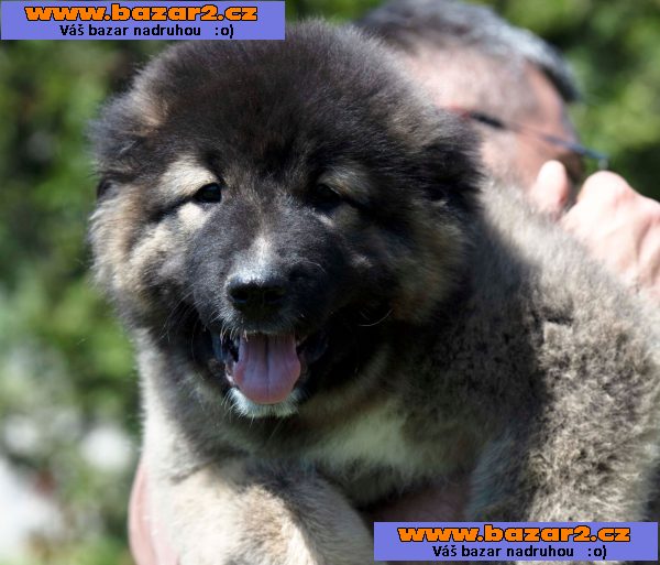 Kavkazský ovčák – krásná štěňata