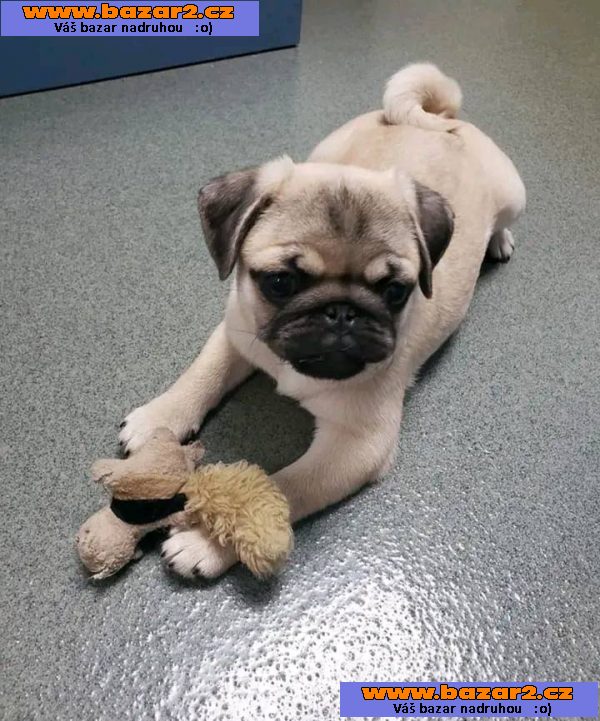Mops Štěňata s pp