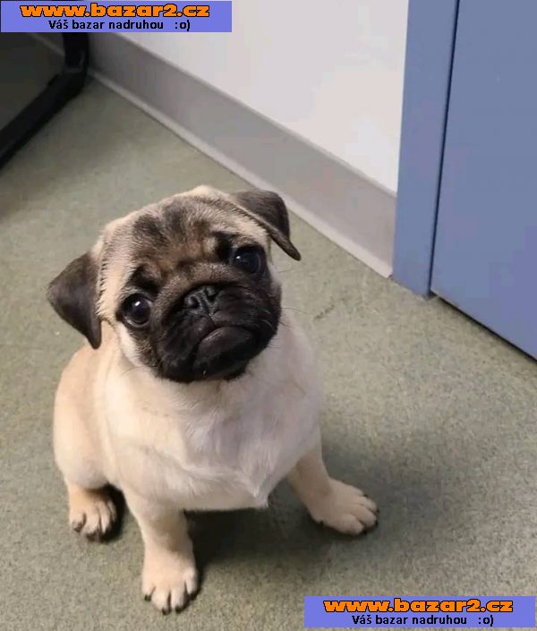 Mops Štěňata s pp
