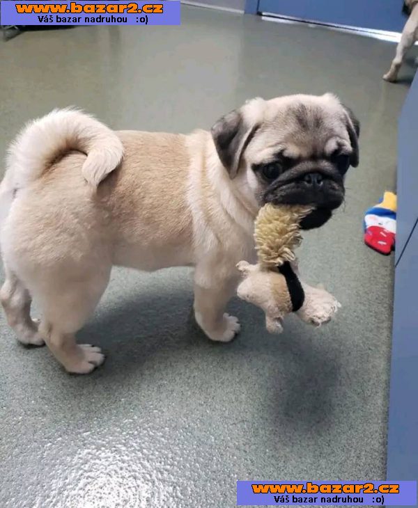 Mops Štěňata s pp