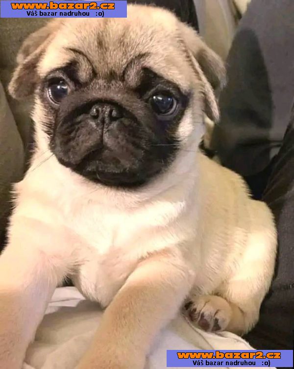 Mops Štěňata s pp