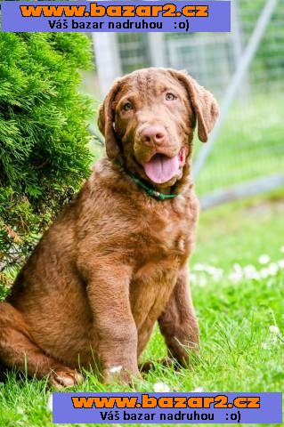 Hnědý retriever(jako hnědý labrador-chesapeake)sPP