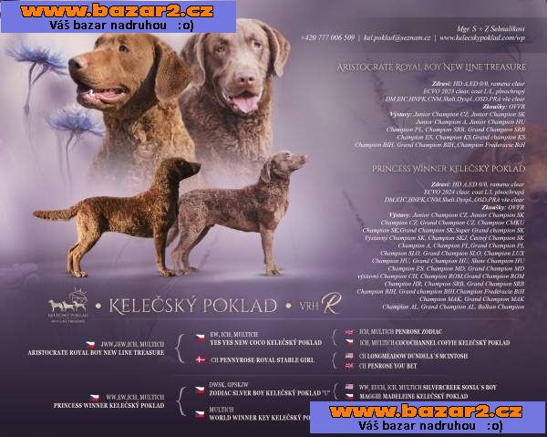 Hnědý retriever(jako hnědý labrador-chesapeake)sPP