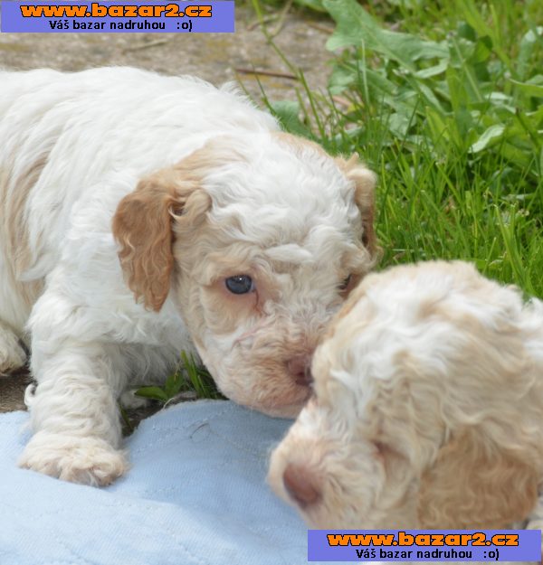LAGOTTO ROMAGNOLO S PP