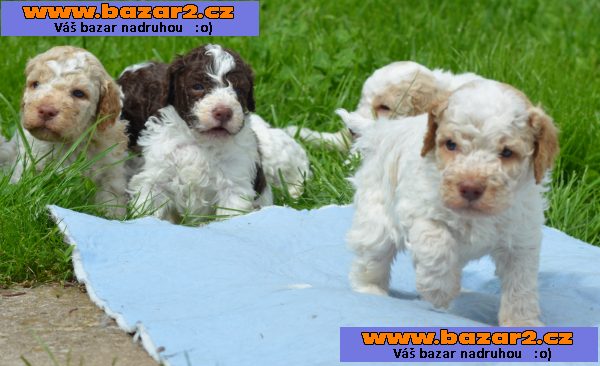 LAGOTTO ROMAGNOLO S PP