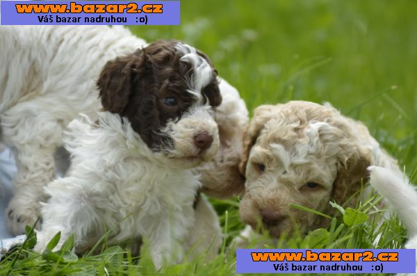 LAGOTTO ROMAGNOLO S PP