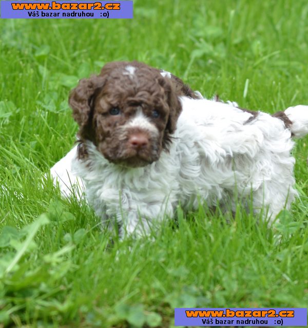 LAGOTTO ROMAGNOLO S PP