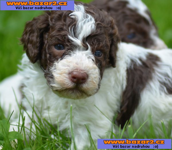 LAGOTTO ROMAGNOLO S PP