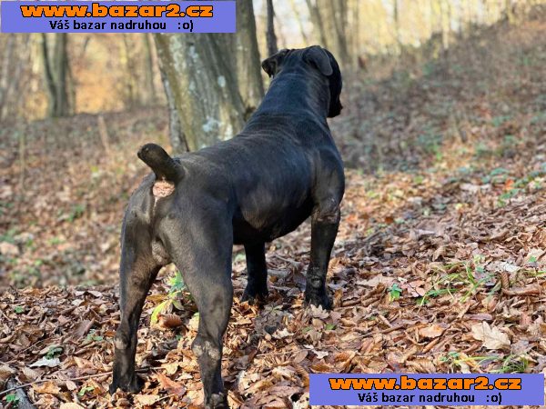 Jihoafrický mastif – štěňata Boerboela
