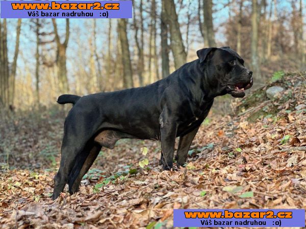 Jihoafrický mastif – štěňata Boerboela