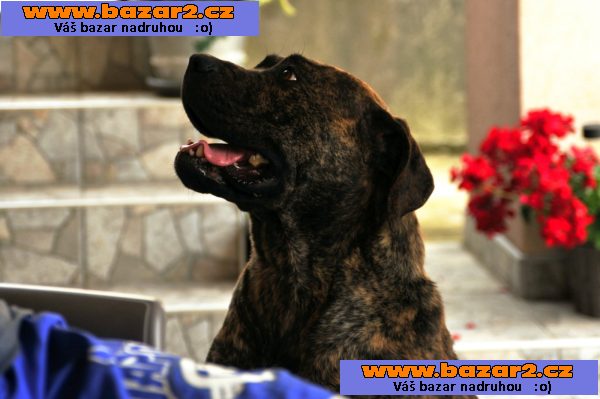 Jihoafrický mastif – štěňata Boerboela