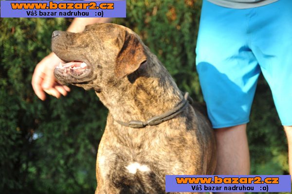 Jihoafrický mastif – štěňata Boerboela