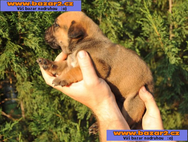 Jihoafrický mastif – štěňata Boerboela