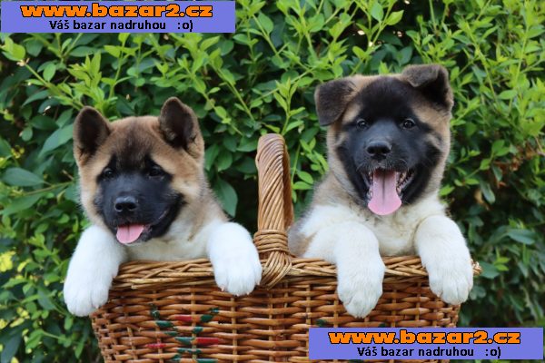 Americká Akita štěňata