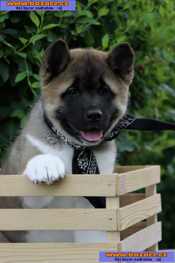 Americká Akita štěňata
