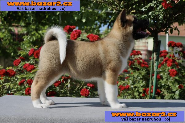Americká Akita štěňata