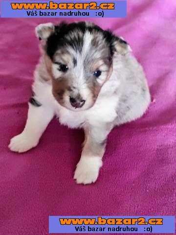 Šeltie - sheltie, pejsci s PP