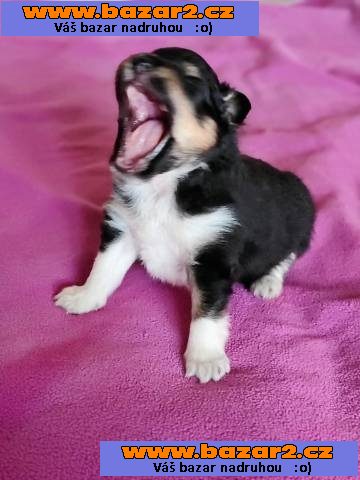 Šeltie - sheltie, pejsci s PP