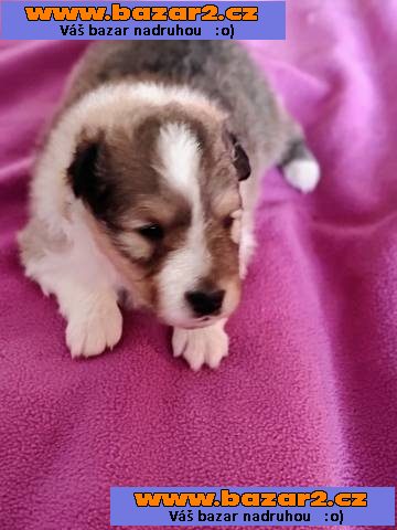 Šeltie - sheltie, pejsci s PP