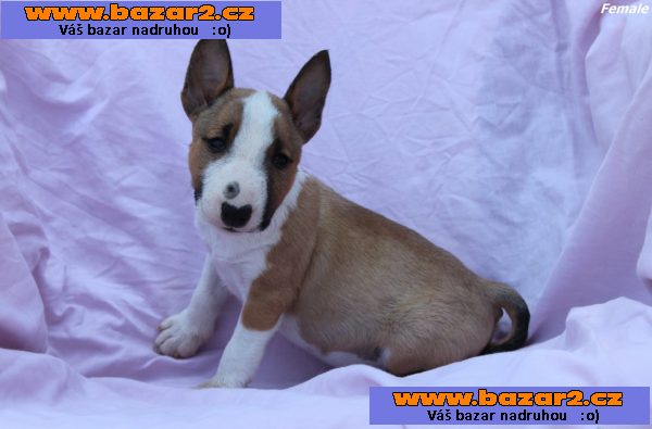 Mini bulteriér štěňata
